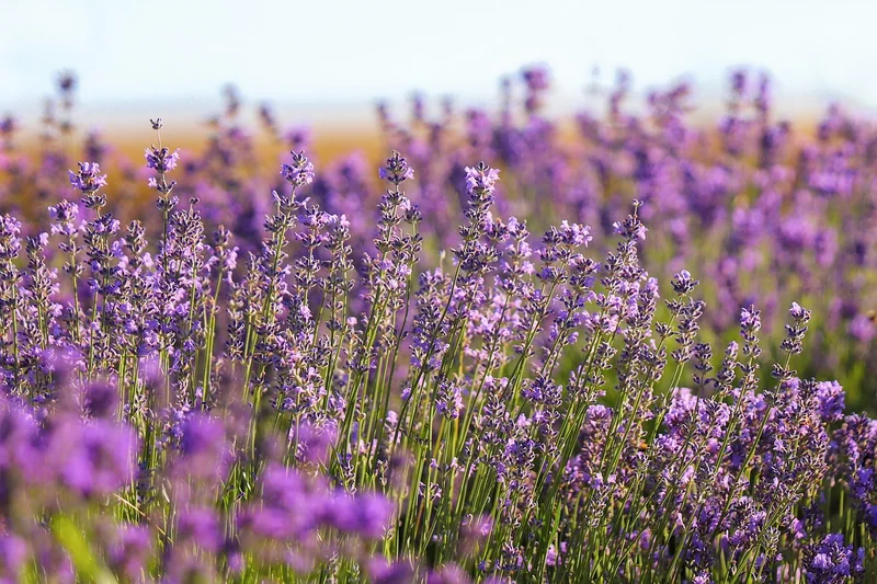 Lavendel